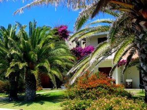 creation de jardin avec palmier