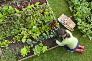 idee amenagement jardin potager