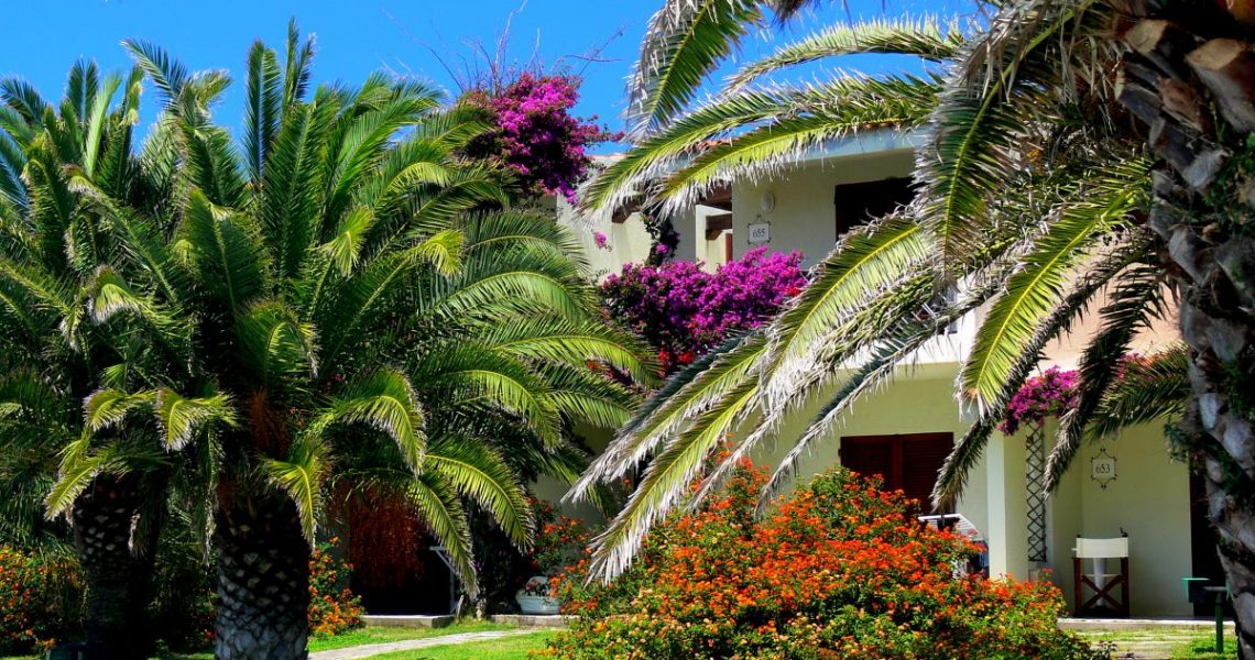 creation de jardin avec palmier