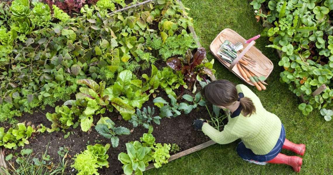 idee amenagement jardin potager